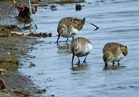 Bontestrandlopers070406